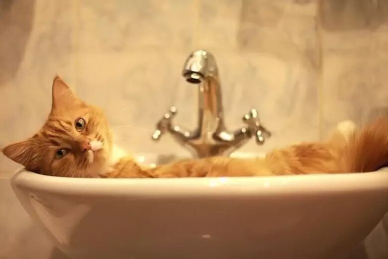 Факторы притяжения котов к ванной комнате
