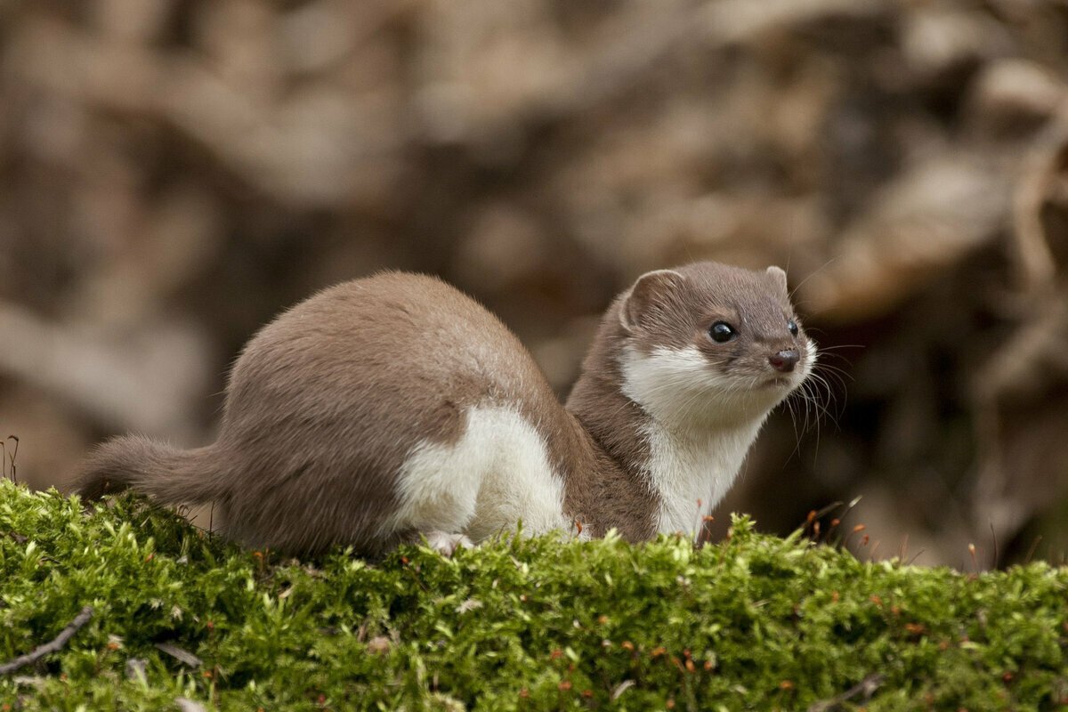 Горностай хищное животное. Ласка (Mustela nivalis). Горностай (Mustela erminea). Ласка Mustela nivalis Linnaeus, 1766. Ласка (зверек сем. Куньих).