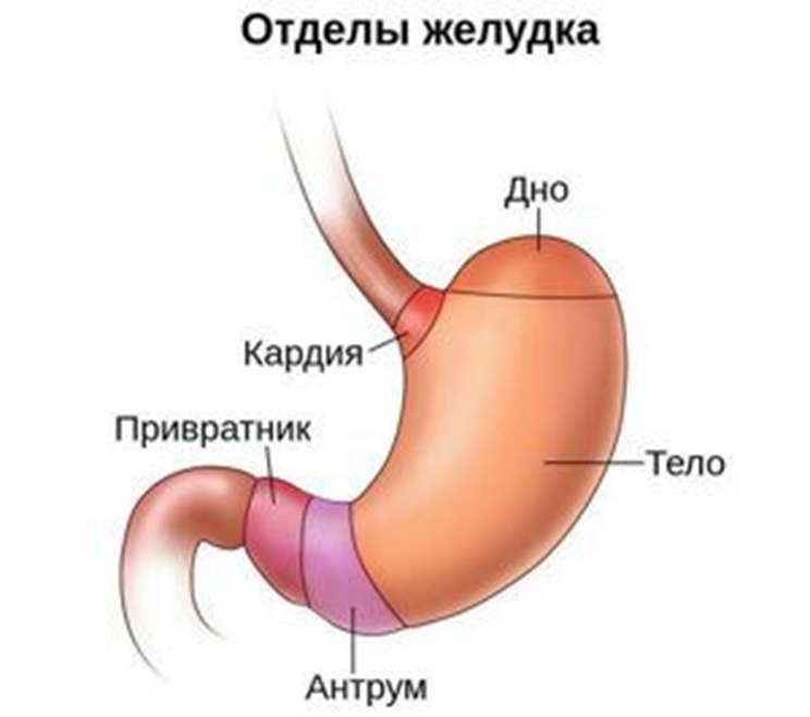 10 неубиваемых комнатных растений, которые украсят ваш дом