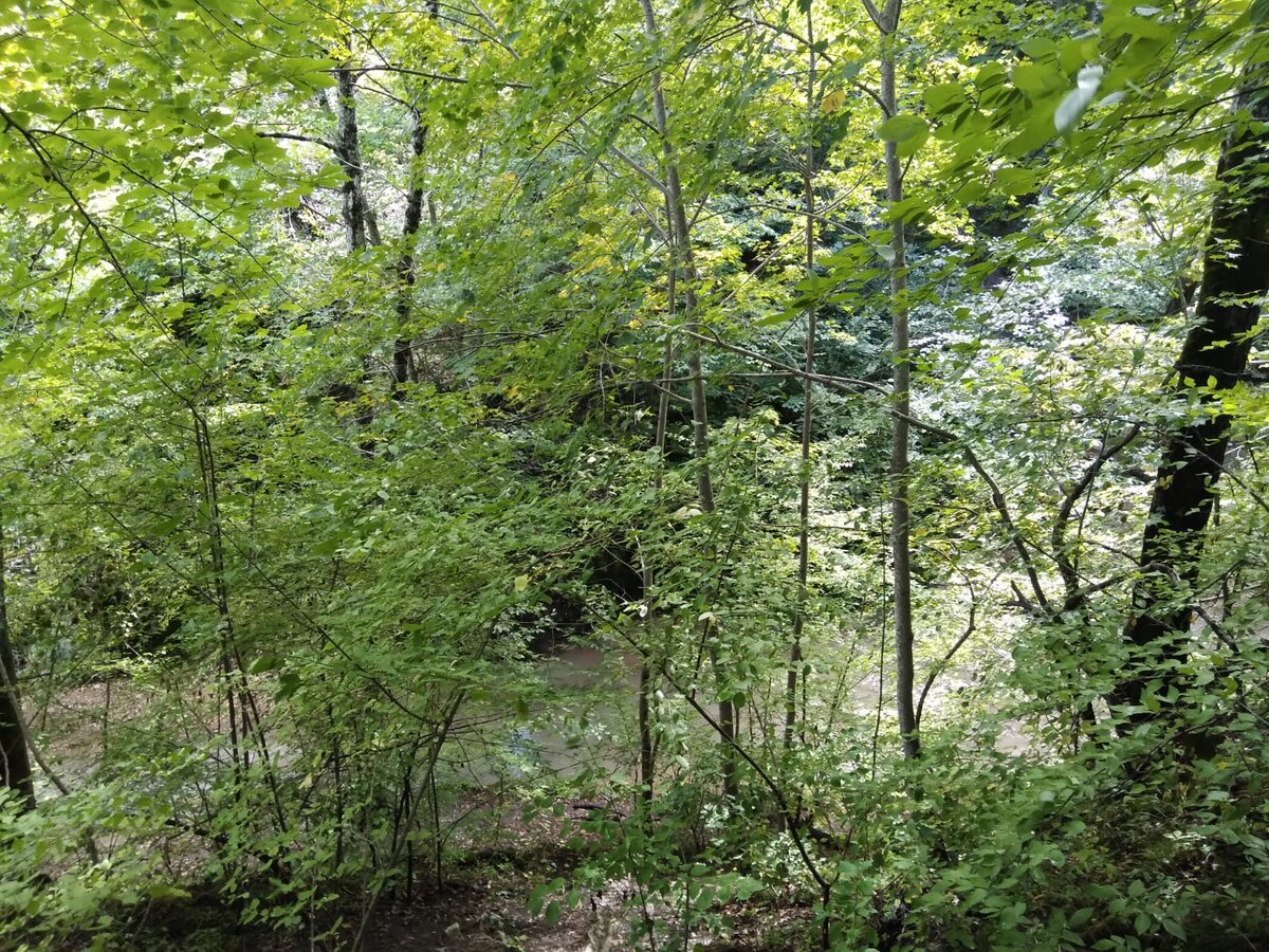 Фото из личного архива автора. Из Адыгеи с любовью... Лесок