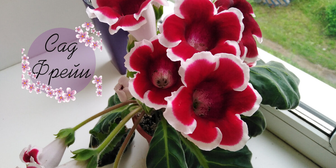 Как отправить глоксинию на покой: клубень сохранится и отдохнет, чтобы выдать букет цветков