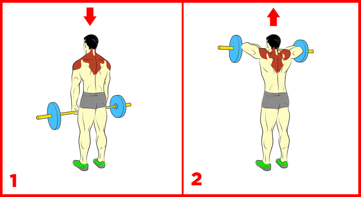 Упражнения на широчайшие мышцы спины с гантелями и на турнике для дома и зала
