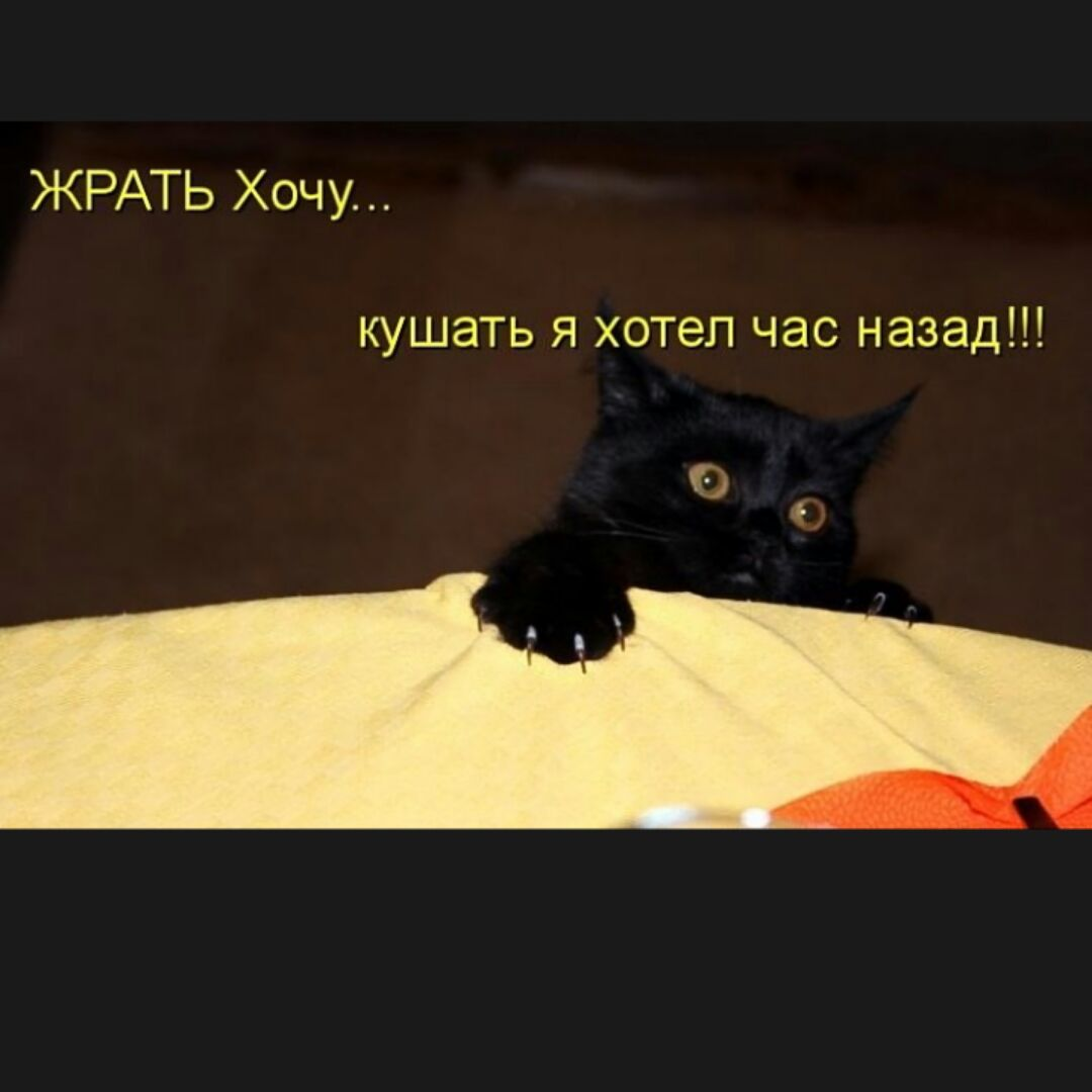 Мы сегодня кушать будем не будем. Я хочу кушать. Очень хочется кушать. Кушать хочется картинки. Хочу есть прикол.