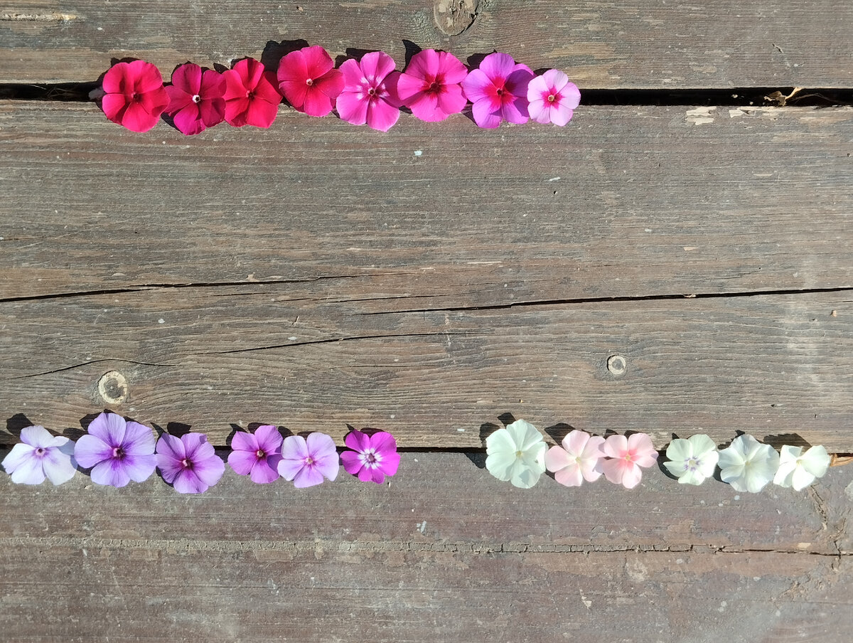 Флоксы Друммонда этого сезона >>>