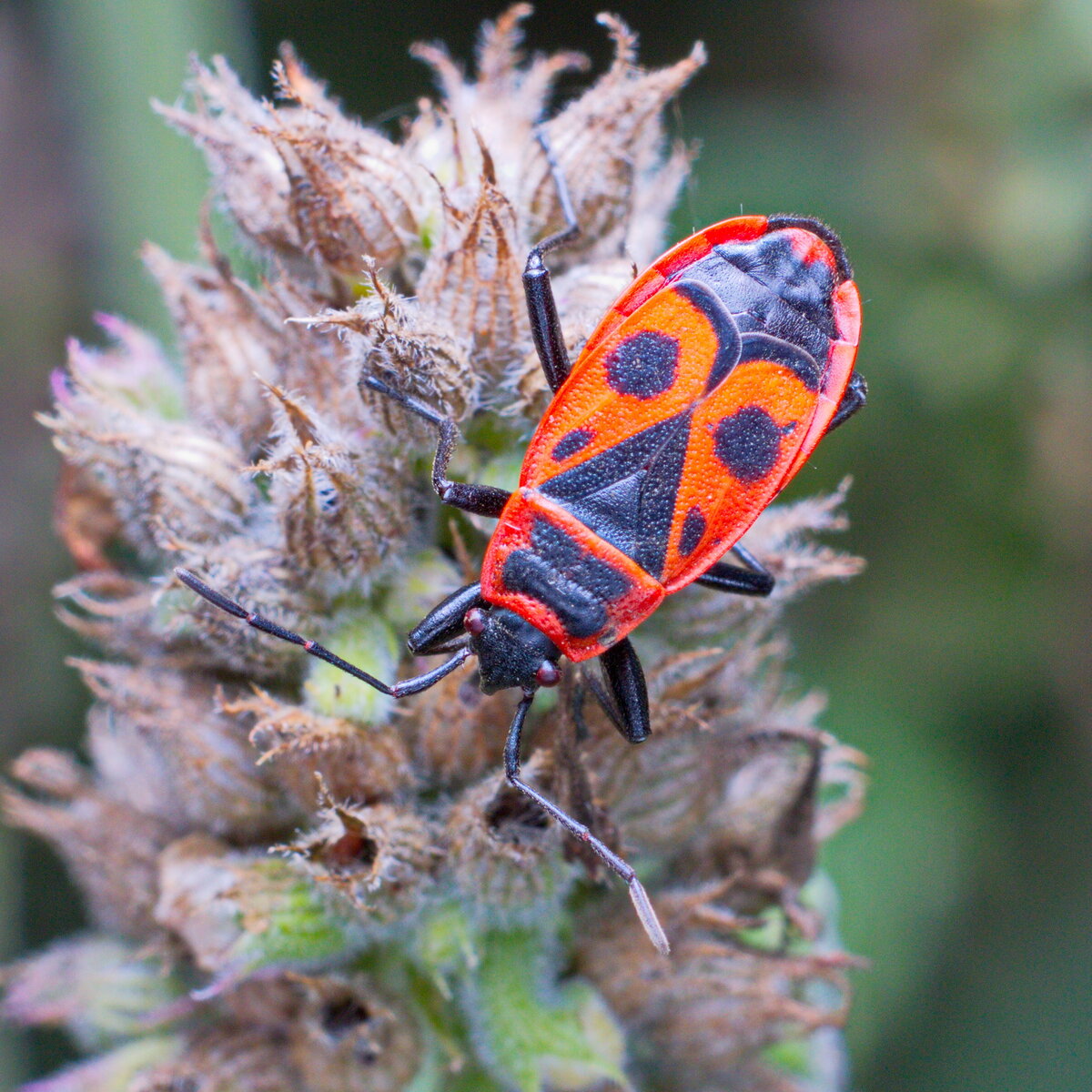 Клоп-солдатик Pyrrhocoris. Клоп-солдатик – Pyrrhocoris apterus. Красноклоп солдатик. Красный клоп солдатик.