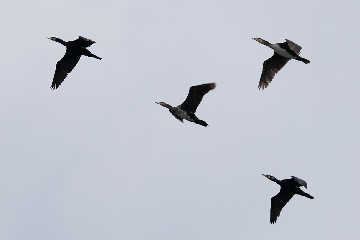 Добавьте описание