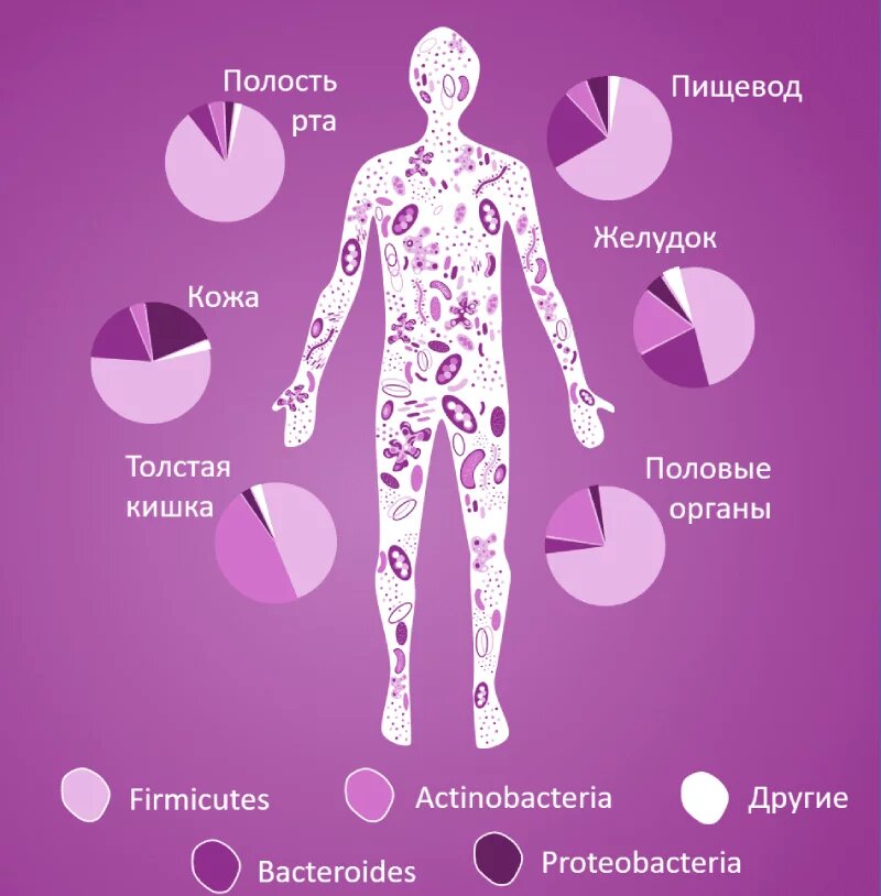 Виды микроорганизмов влияющих на организм человека схема обж