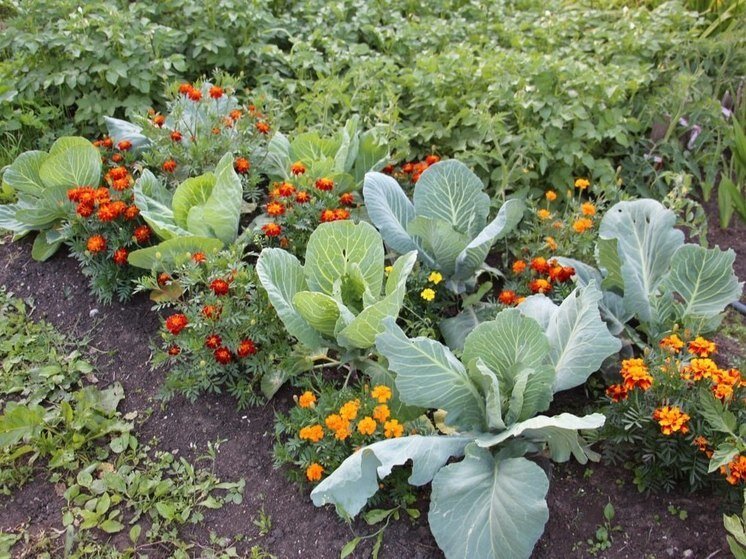     Нельзя гадать и веселиться – рассказываем о приметах на Корнилье. Фото: МК в Мурманске