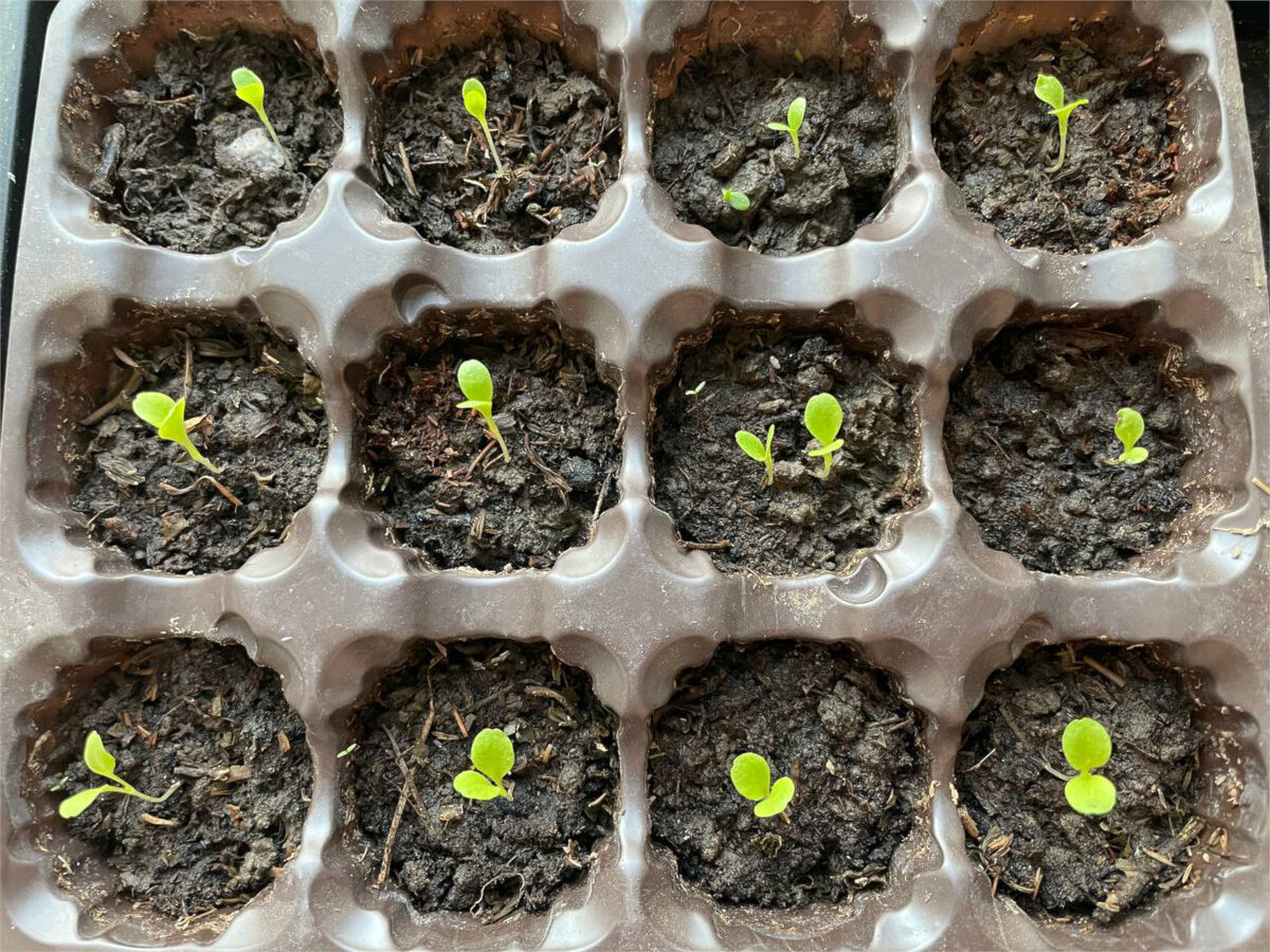 Кассета с рассадой салата красного сорта "Эвридика". В качестве грунта использована тяжелая и глинистая дачная земля в смеси с небольшим количеством торфа и перегноя.