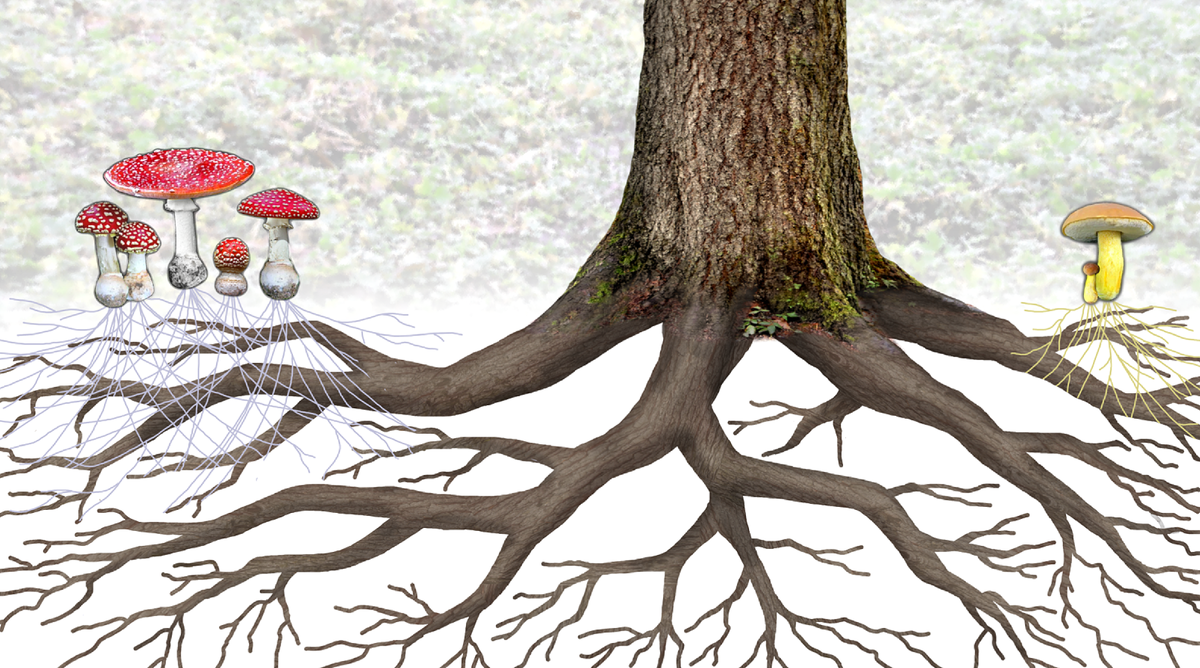 Корень тополя. Старое дерево. Облако закрыло солнце корни деревьев питают. Живописное дерево. Красивое дерево.