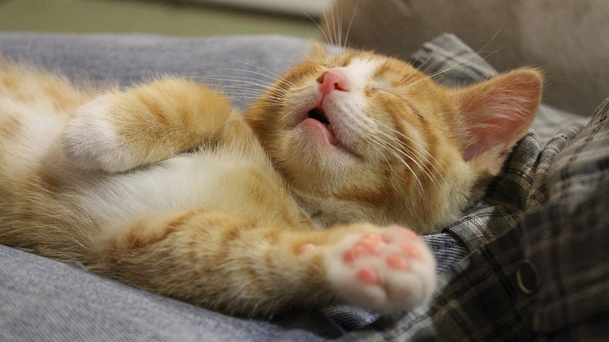 Сон кот. Спящий кот. Кошка спит. Спящие котики. Сонный котик
