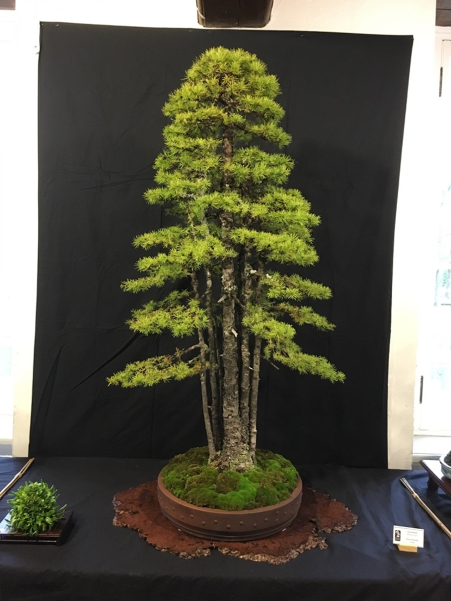 Источник:  https://parviflorabonsai.wordpress.com/tag/kabudachi/