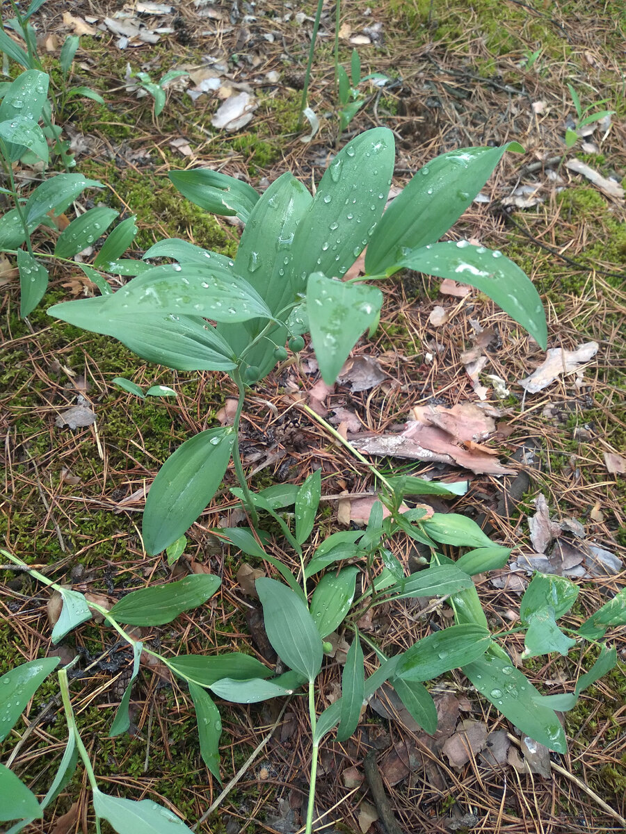 Утренний лес еще в росе