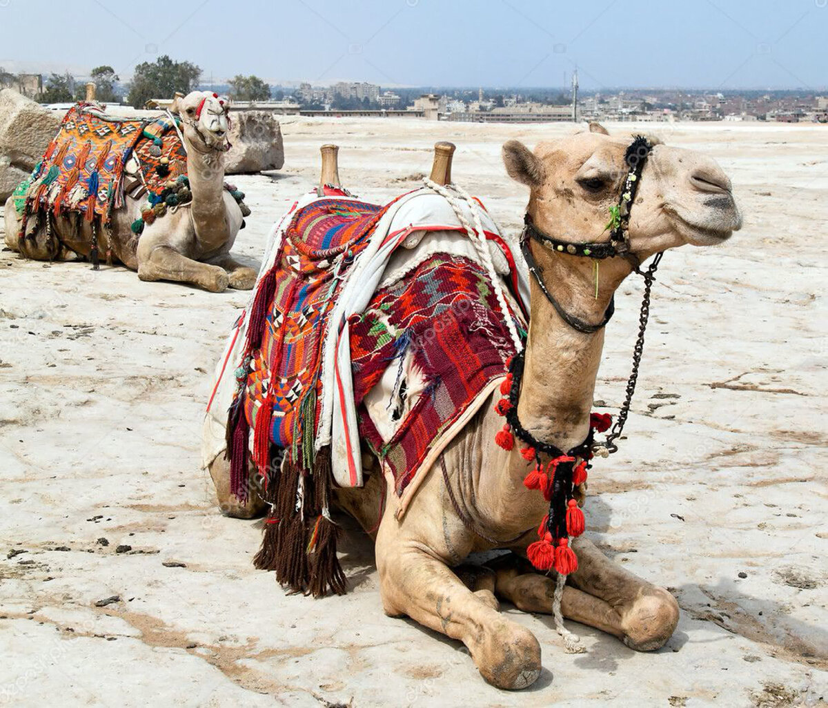 Верблюды во-первых бывают очень большие.