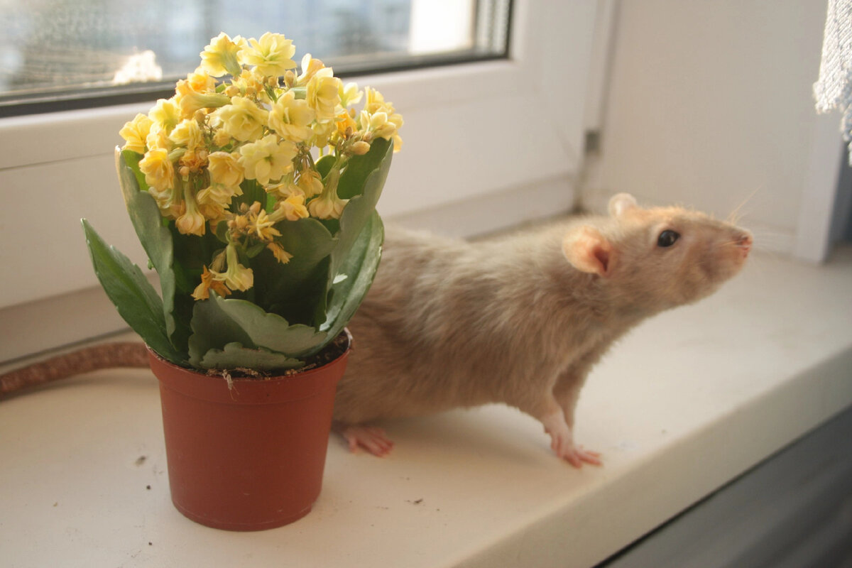 Крыса два,звали не Зина 