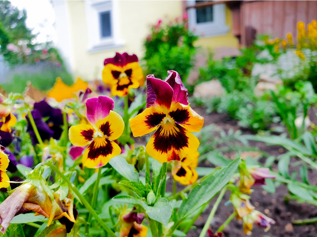 Удивительная окраска и раннее цветение - как минимум из-за этого их можно держать у себя в саду