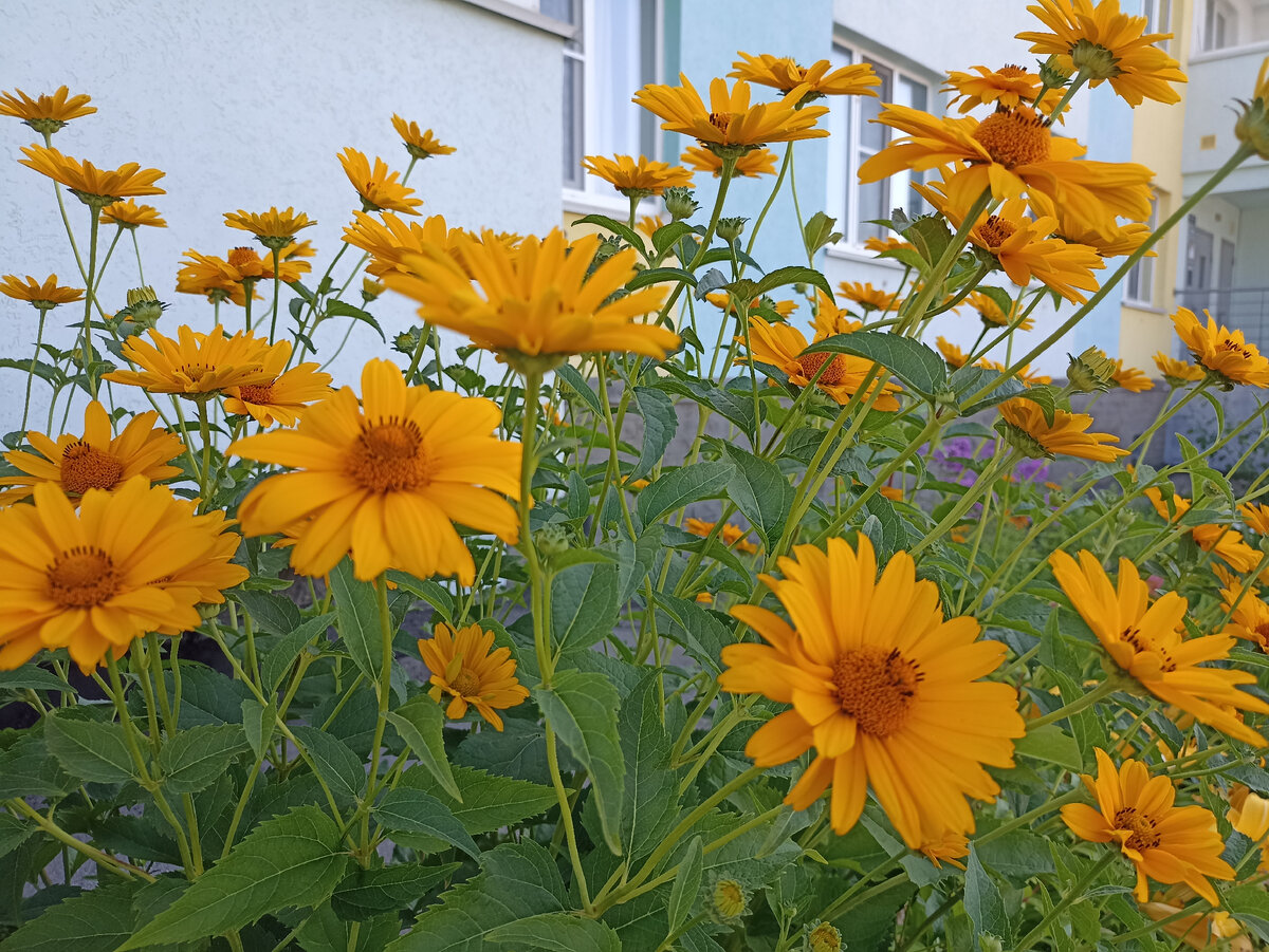 Я сама за природу обеими руками, пусть всем хватает места на земле. Пусть окружает нас красота живая