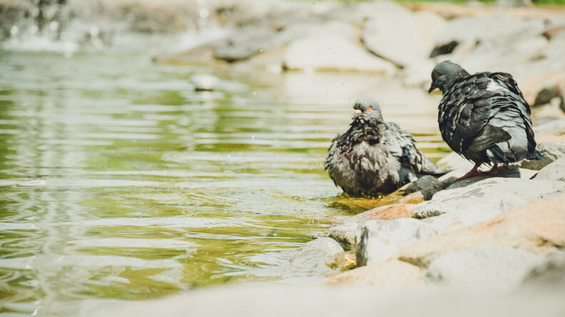     В Ставропольском крае в ближайшие дни ожидается очень жаркая погода, сообщили в Гидрометцентре.