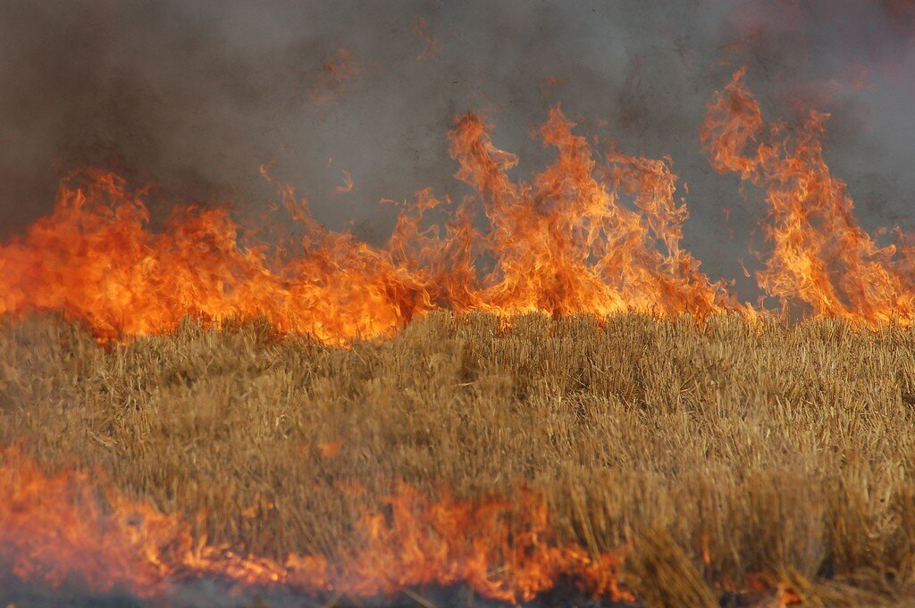 Сжигание полей. Пожар в поле. Степные пожары. Горящие поля. Пожар на поле пшеницы.