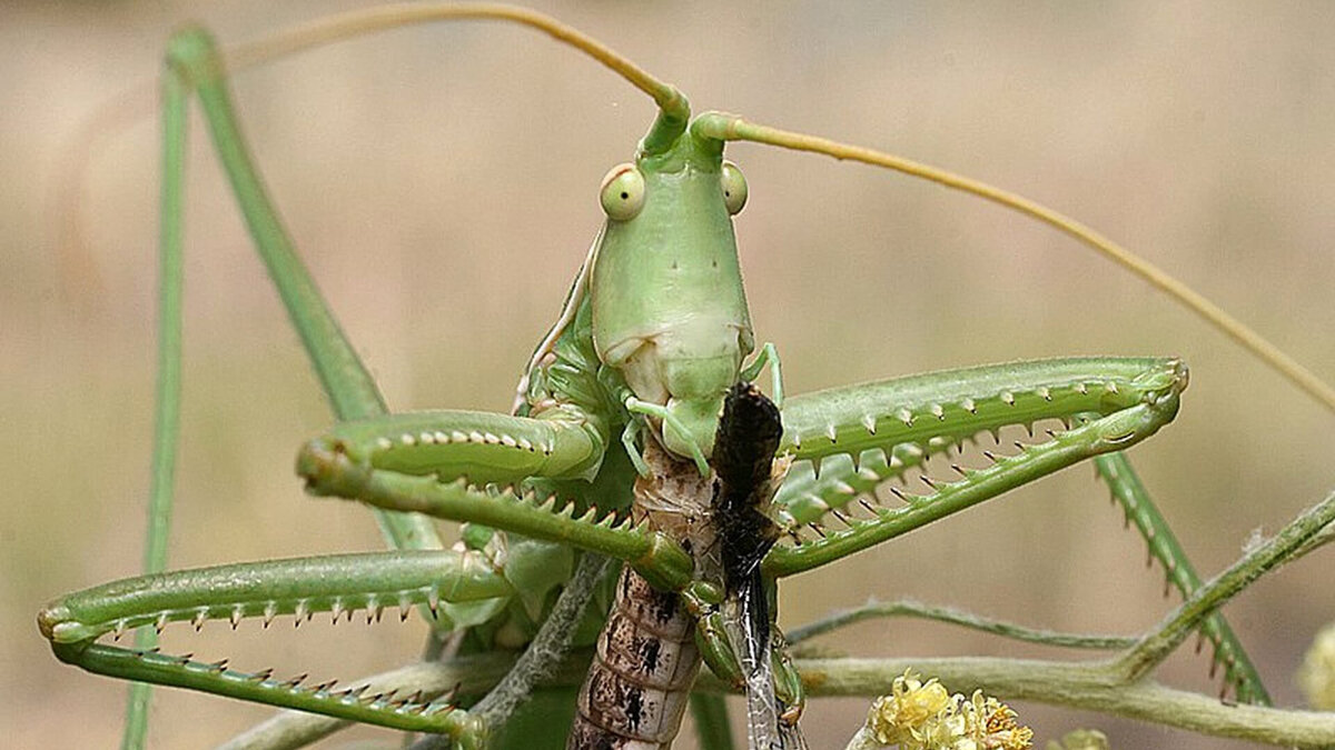 Задружил кузнечик со стрекозой