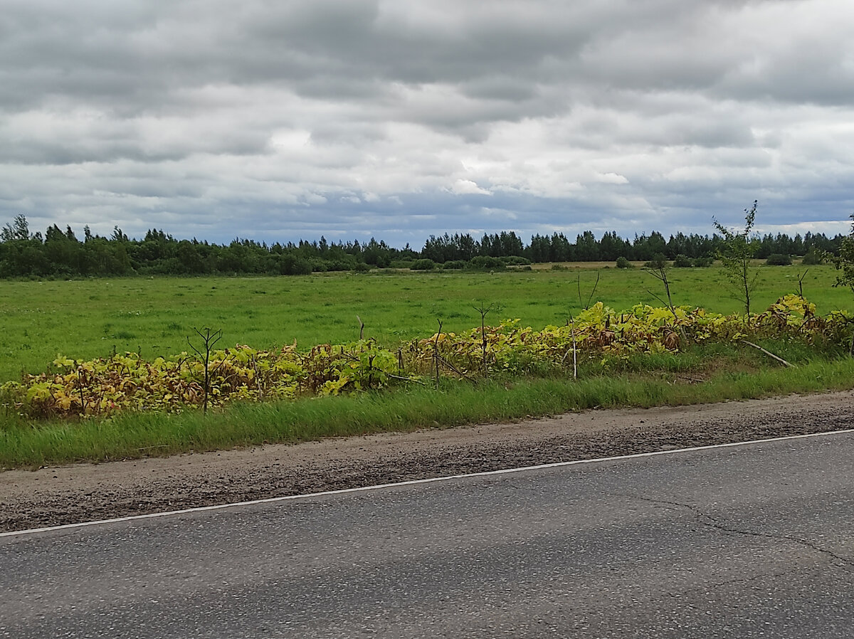 Характерный результат обработки гербицидами: жёлтые листья и грустные палки зонтов