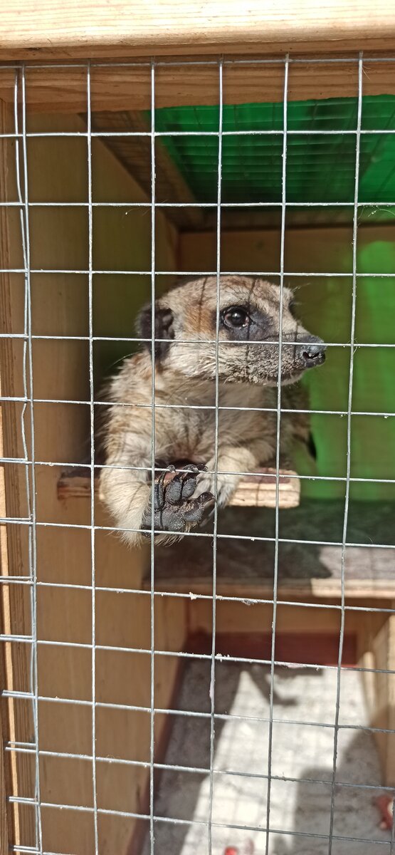 Сурикат Сурик