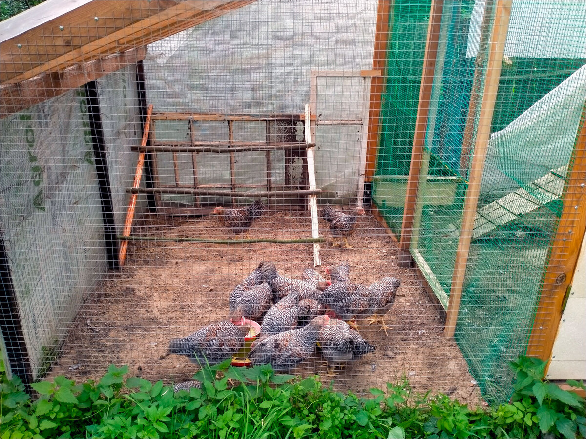 Загон для петушков. Сейчас он открыт, и там ночуют молодые куры
