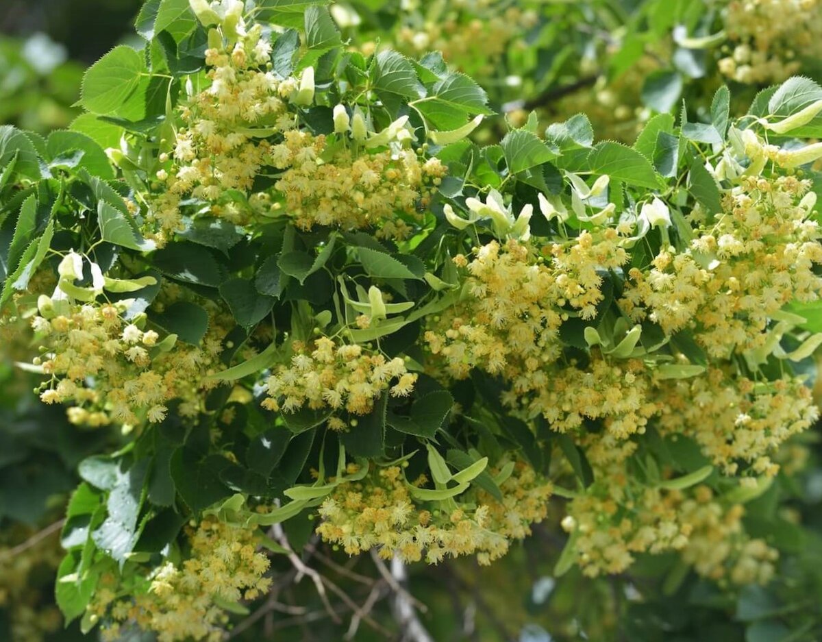 Липа цветет,пора собирать