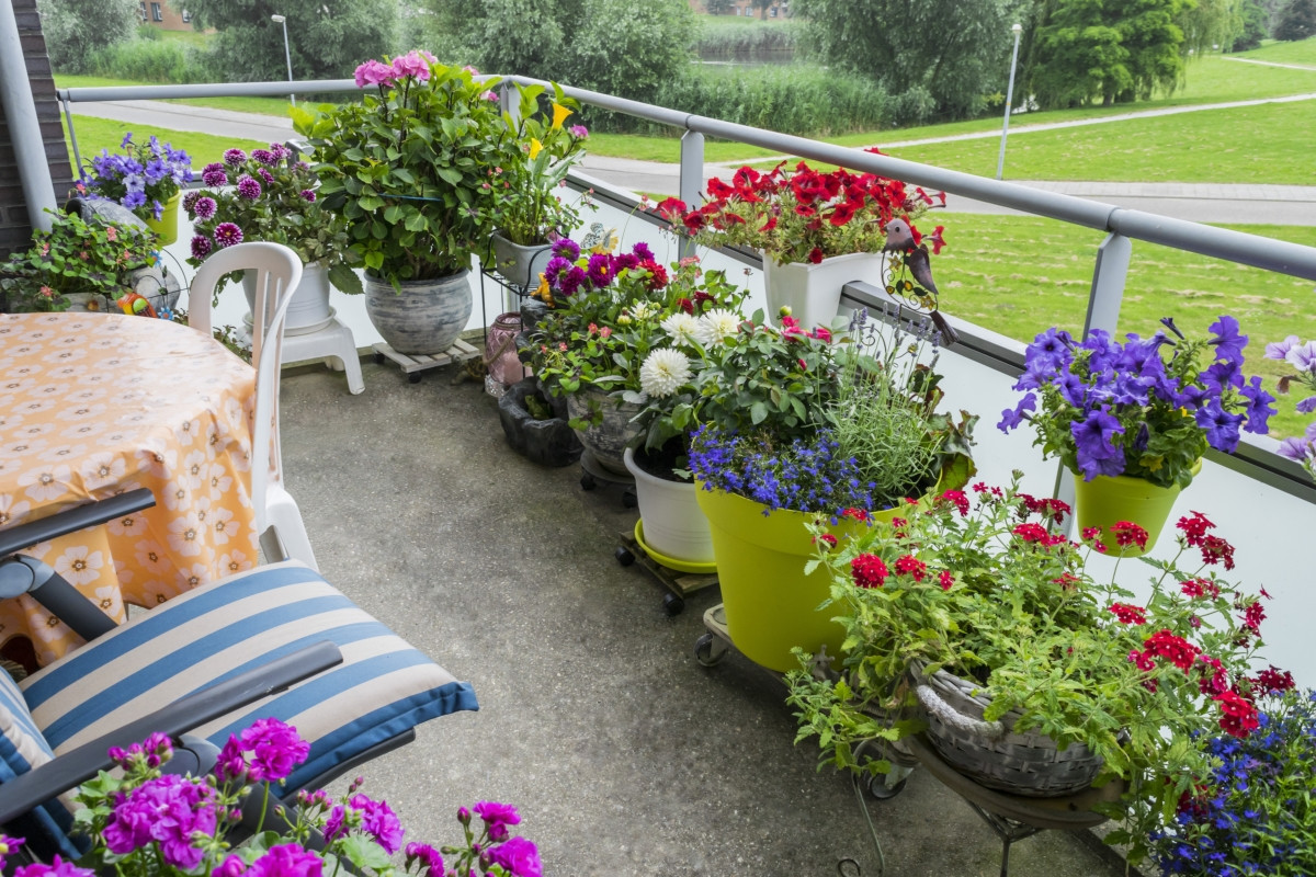 Сад на балконе: что посадить и как сделать красиво + много фото