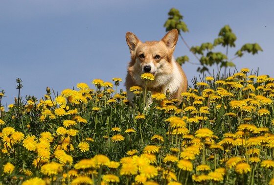    Как обучить собаку команде «нельзя»