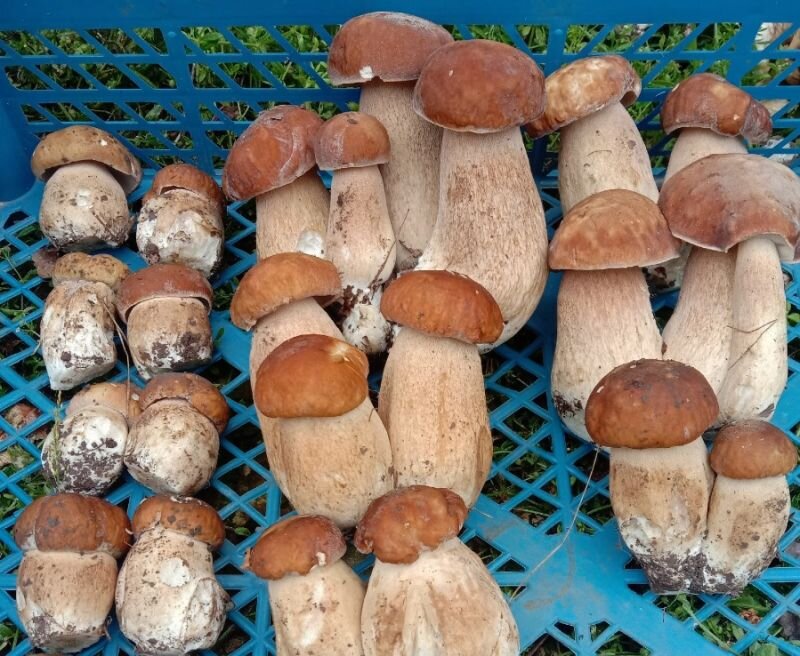 Поход за грибами картинки
