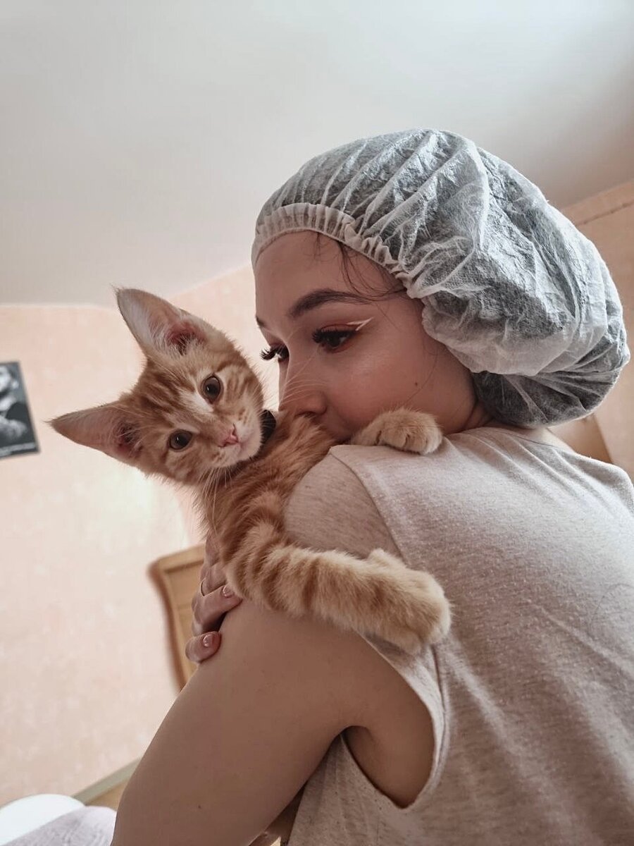 Смесь сфинкса и обычного кота