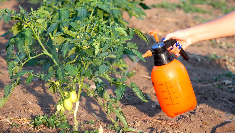 Tomaten sind eine beliebte Gemüsepflanze. Tomaten sind in jeder Form gut: frisch, eingelegt, man kann daraus süße Soßen und Säfte zubereiten und Vorbereitungen für den Winter treffen.-3