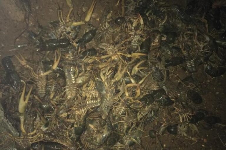    Россельхознадзор Оренбуржья пресек попытку ввоза в страну верблюжьего молока и живых раков Кристина Просвиркина