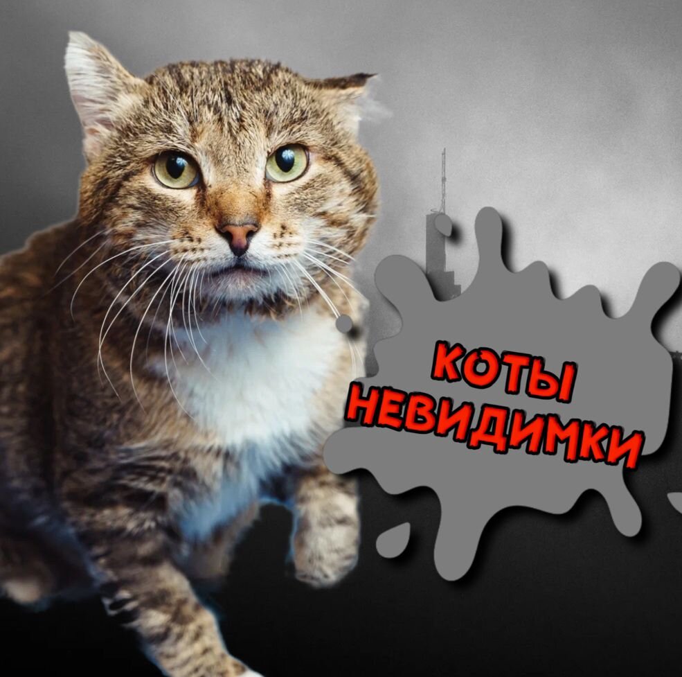 Кошкин дом просит о помощи