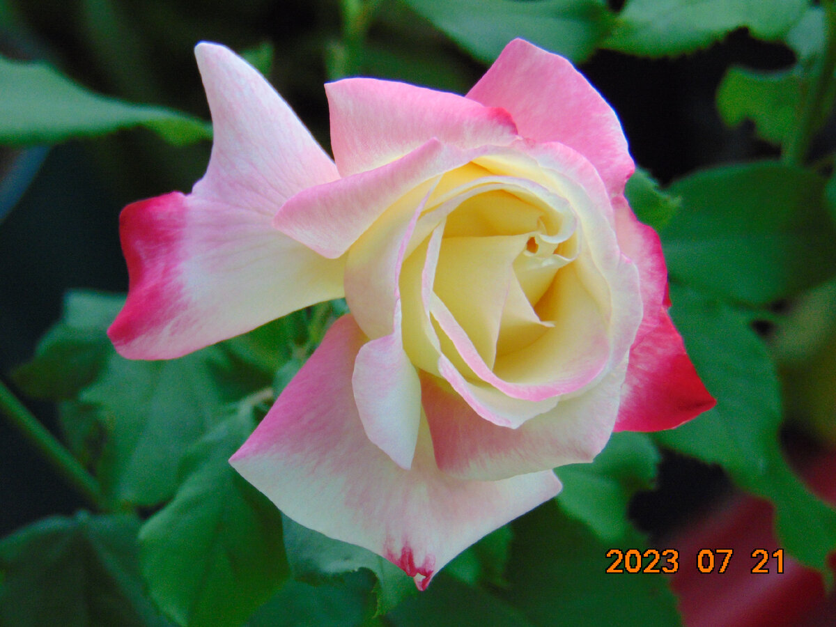 Цветок розы Двойное Наслаждение (Double Delight) через шесть часов