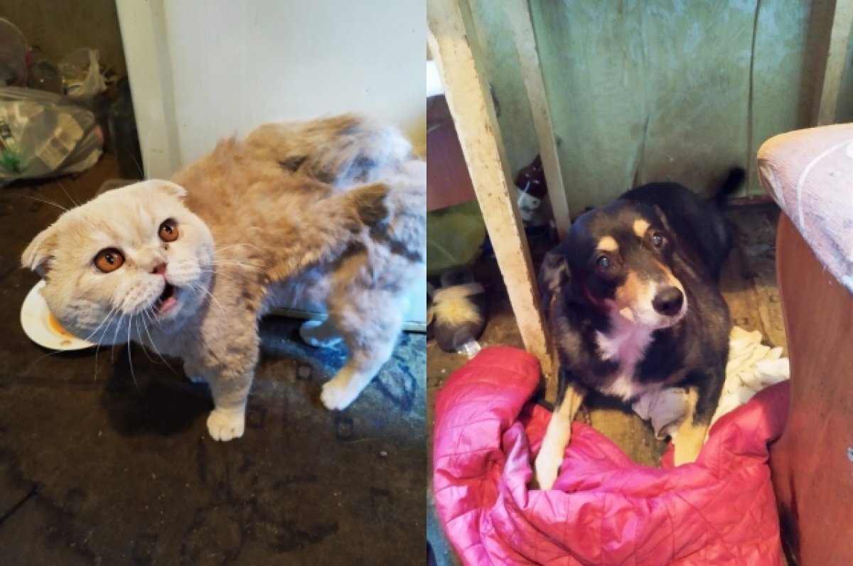    В Твери хозяева долгие годы мучили кота и собаку, животным грозит смерть