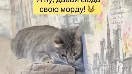 Повезло Зарке, лапы короткие😼 А то бы по морде получила😼 Фрея мстить хотела 😀