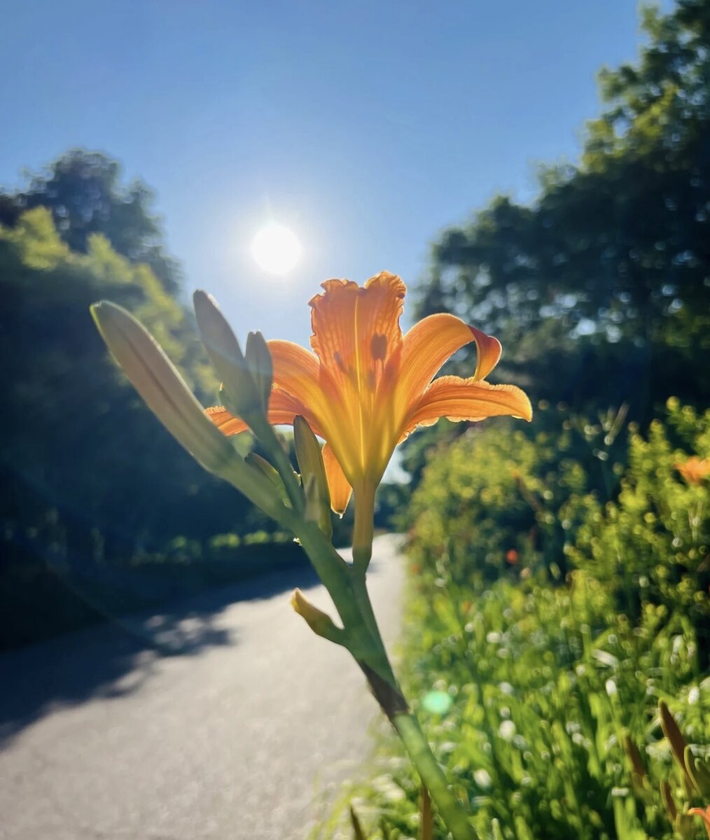 Нежность лилий. Фото автора. 