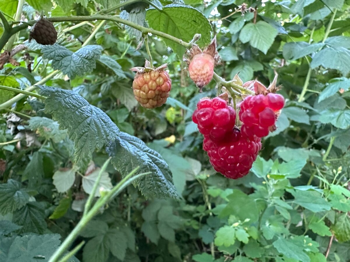 Ягода-малинка