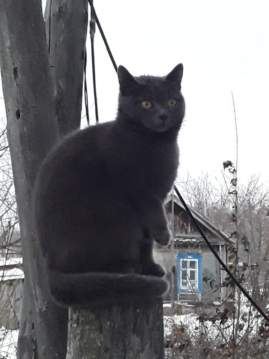 Мышка на зимней прогулке. Фото автора. 