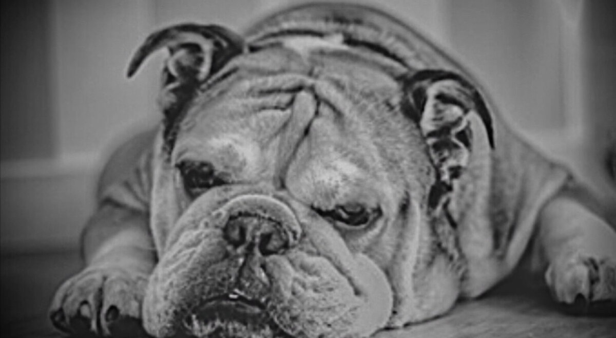 Рассказ «Письмо». Грустная история о любви, дружбе и прощении, между человеком и собакой.