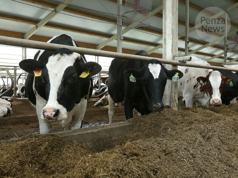    © Фото из архива ИА «PenzaNews»