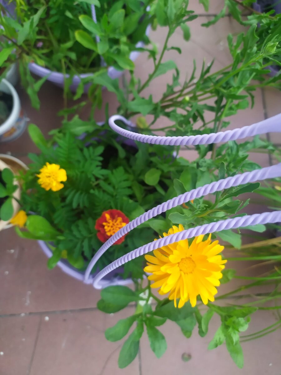 Что выросло, то выросло