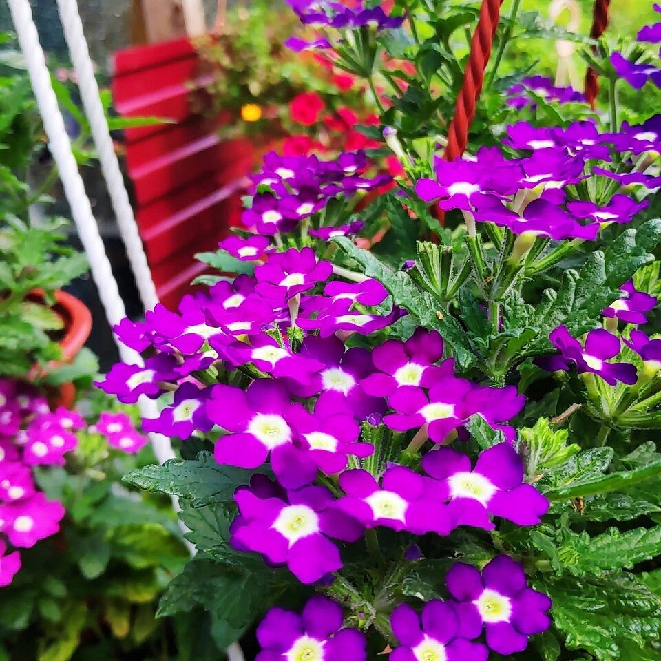    Соцсети компании sadiogorod2