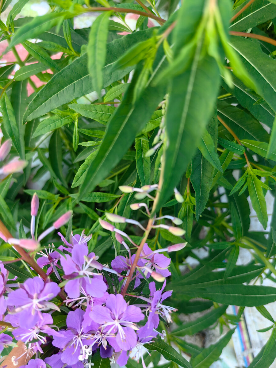 Иван чай -отличный природный антидепрессант, помогает работе нервной системы 