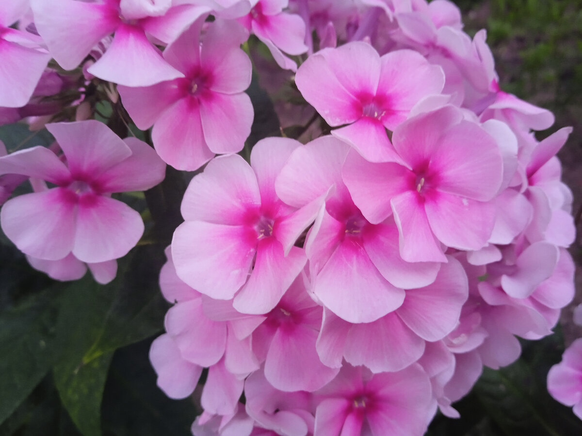 Фотография сделана мной. 