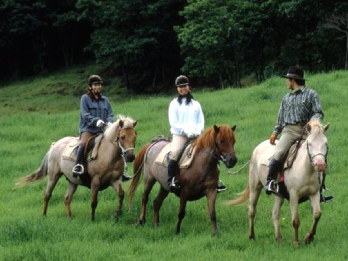 Лошади досанто (хоккайдо). Фото: Хоккайдо horsebreedspictures-com