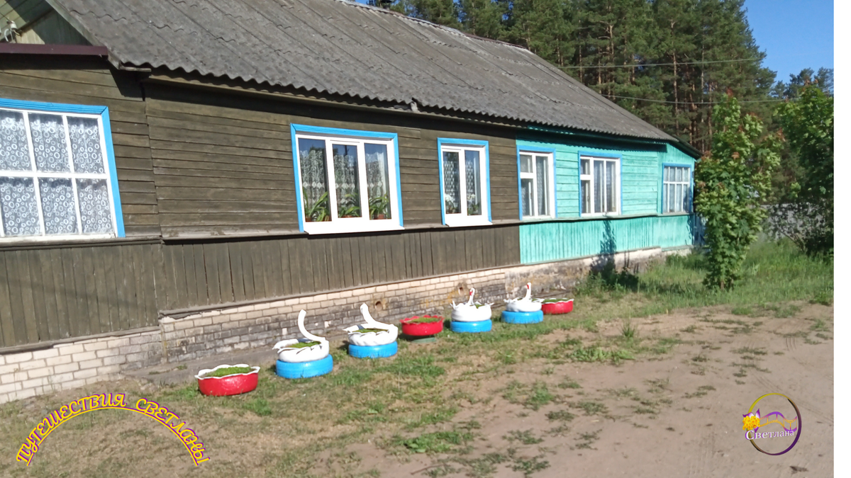 забавные лебеди возле дома