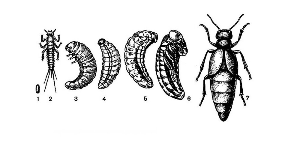 Типы личинок насекомых. Классификация личинок. Сходство личинки и взрослого насекомого. Цикл развития майских жуков. Как происходит развитие кузнечика.